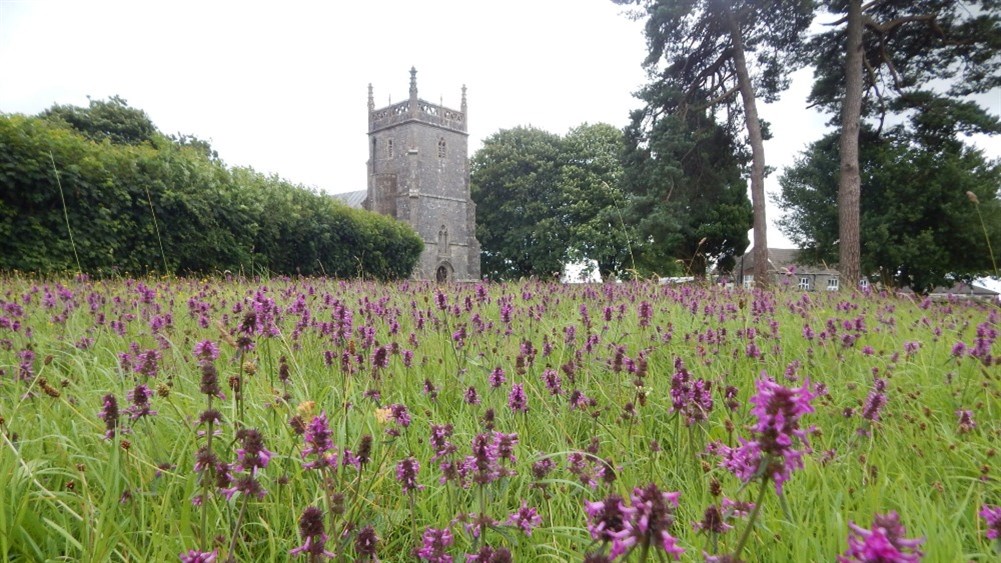 Priddy-churchyard-meadow-Credi