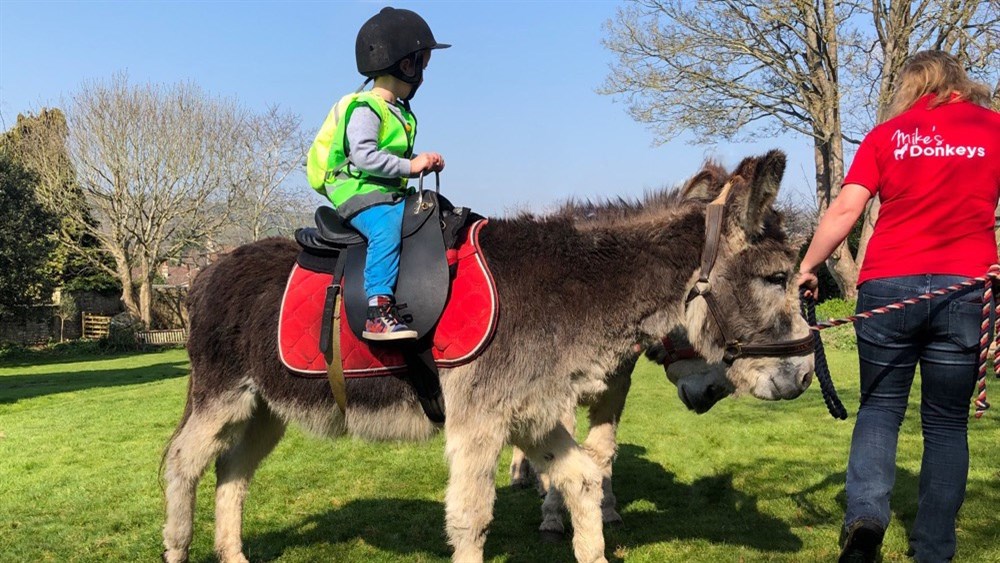 Donkey 1